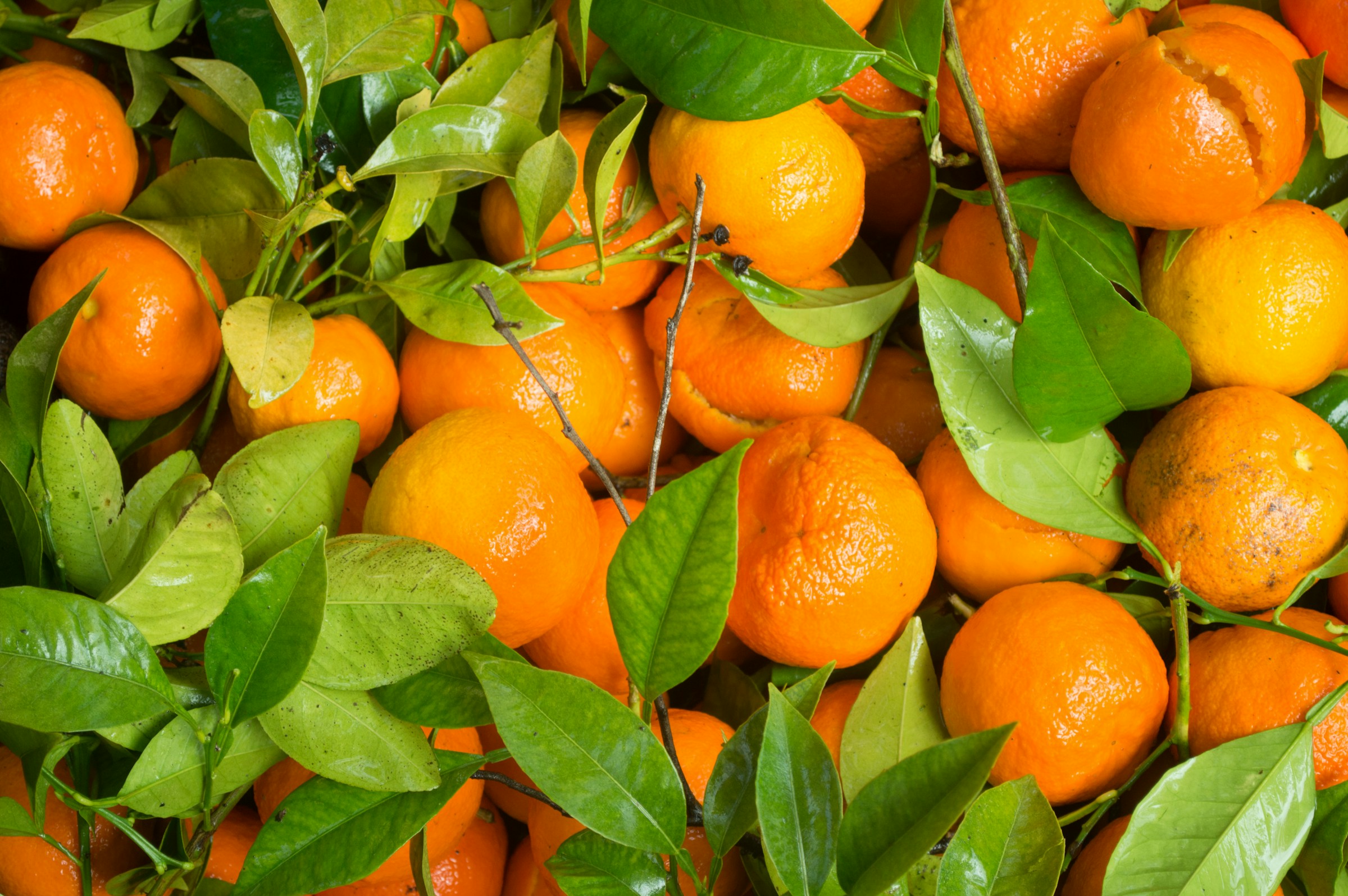 Agrumes orangés au milieu de leurs feuilles vertes
